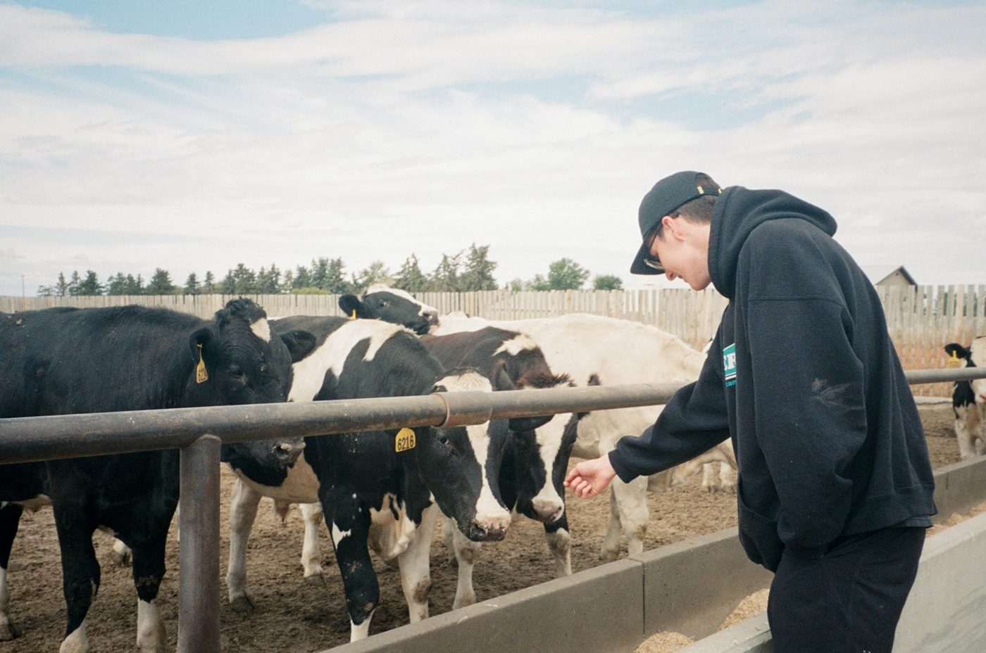 Yemlikte Holstein süt inekleri ve bakıcı