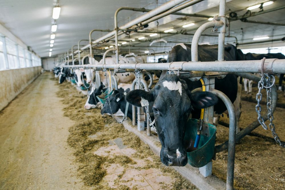 Serbest duraklı ahırda yemlikte yem yiyen Holstein inekler