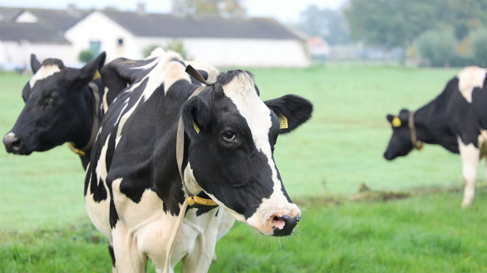 Merada Holstein süt inekleri